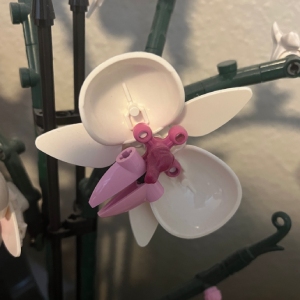 Orchid image 1