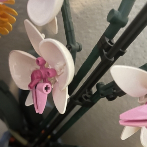 Orchid image 3